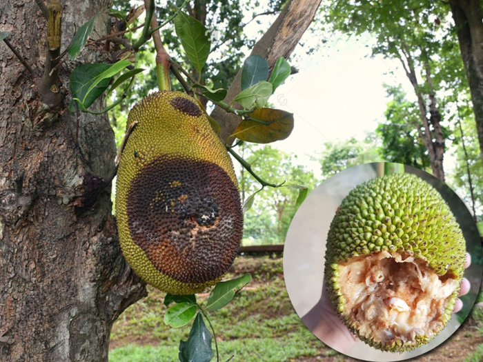 Bệnh thối trái mít do nấm mốc rhizopus: nguyên nhân và cách trị