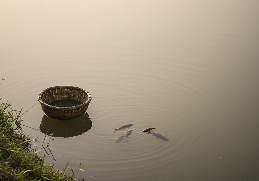 Cá chép con ăn gì để lớn nhanh và phát triển đều?