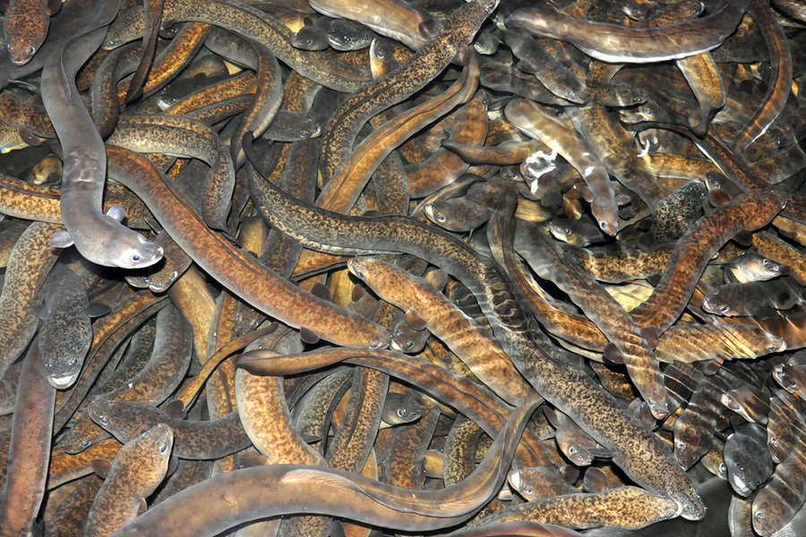 Cá chình nuôi bao lâu thì thu hoạch được và đạt trọng lượng chuẩn?