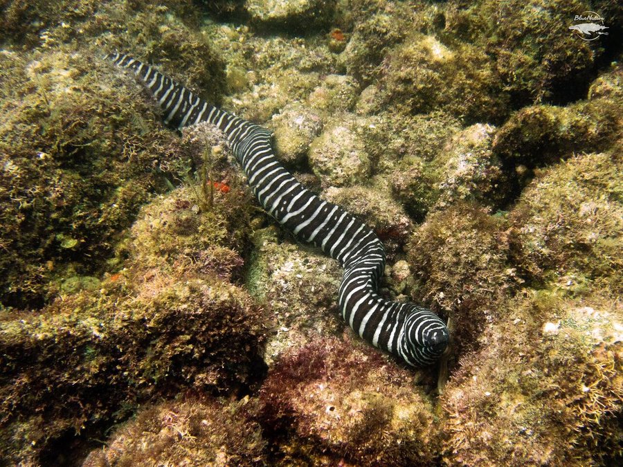 Cá chình sọc vằn loài cá quý hiếm có hoa văn độc đáo dưới đáy biển