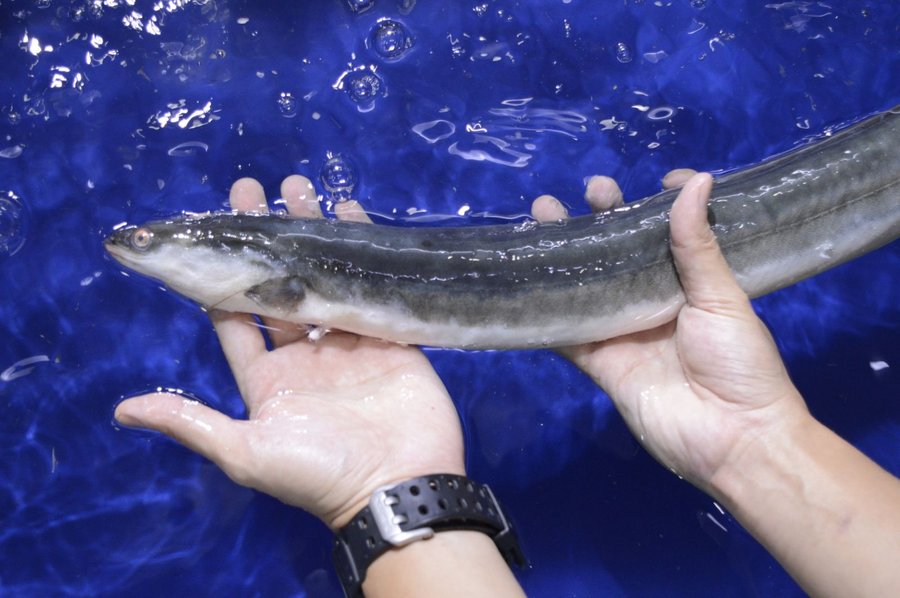 Cá chình suối bao nhiêu tiền 1kg và lý do khiến dân sành ăn săn tìm?