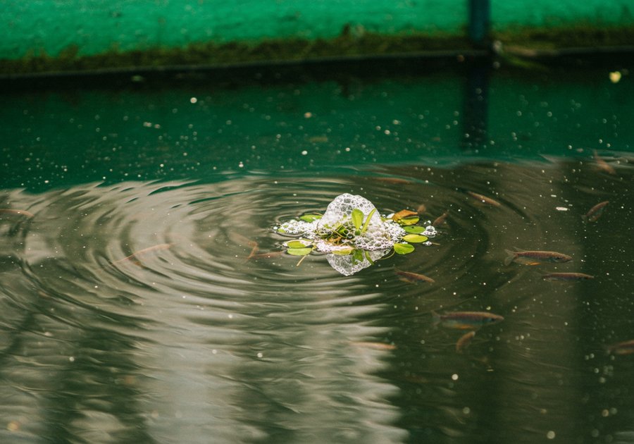 Cá sặc rằn giống nuôi bao lâu thì sinh sản?