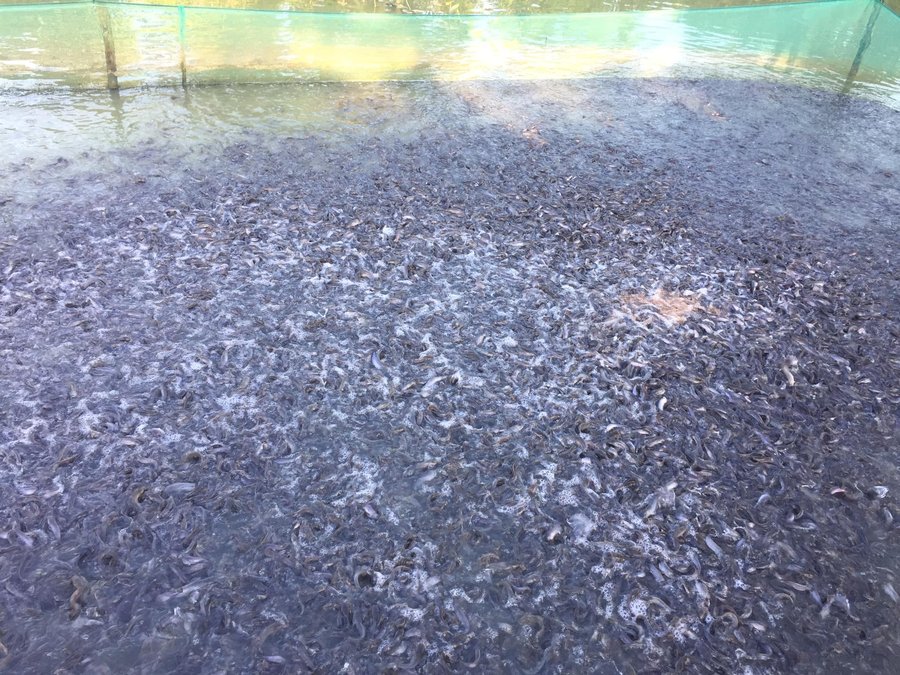 Cá trê ăn gì? Thức ăn cho cá trê mau lớn