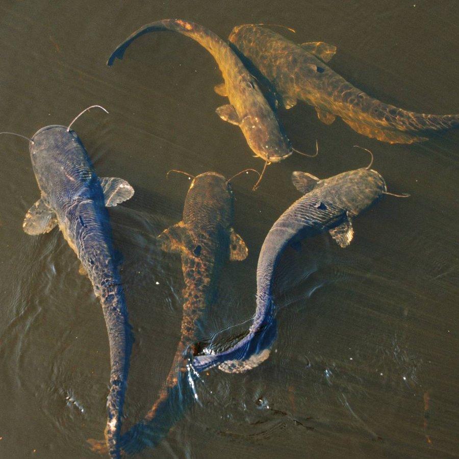 Cá trê bao nhiêu 1kg thì phù hợp để xuất bán?