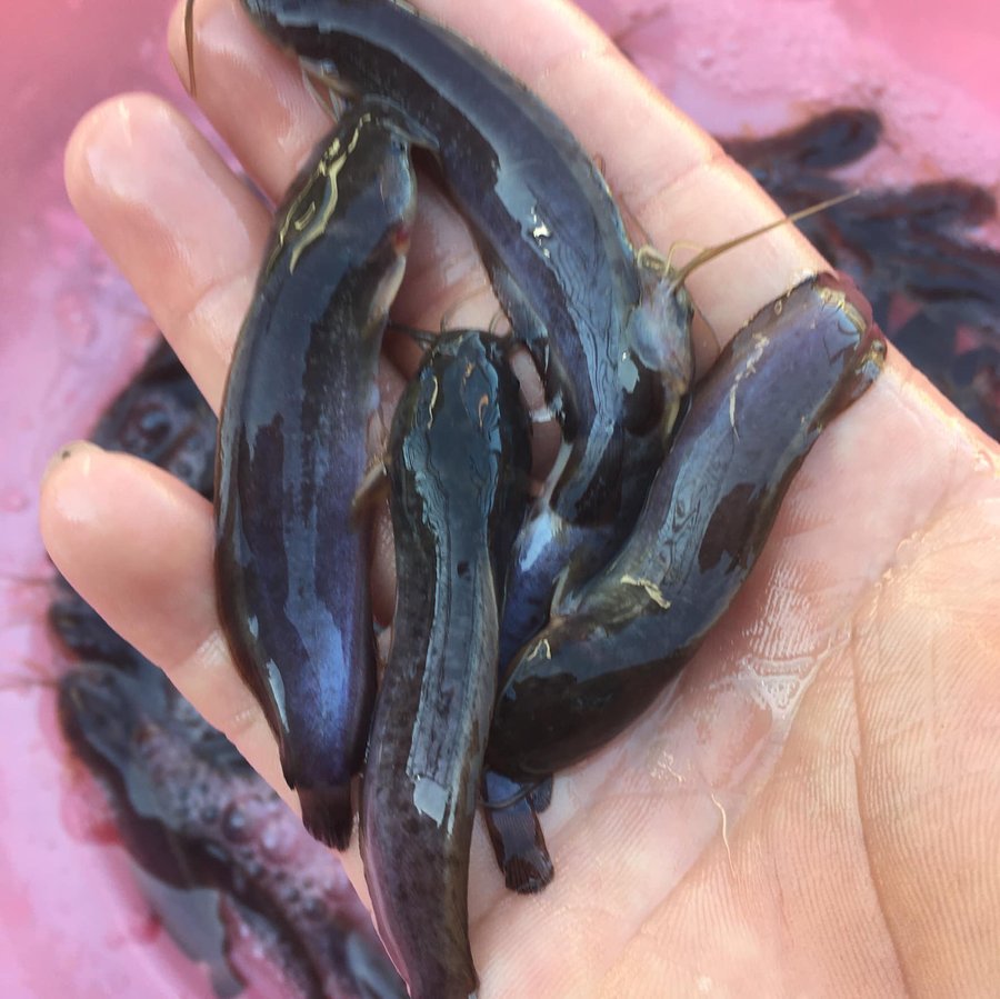 Cá trê giống bao nhiêu 1kg và cách chọn giống đạt chuẩn