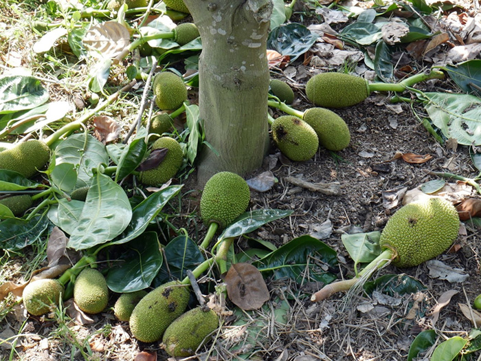 Cách xử lý mít bị thối trái non để tránh rụng hàng loạt