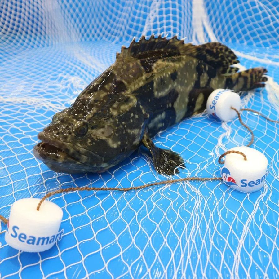 Độ mặn nuôi cá mú bao nhiêu là phù hợp?