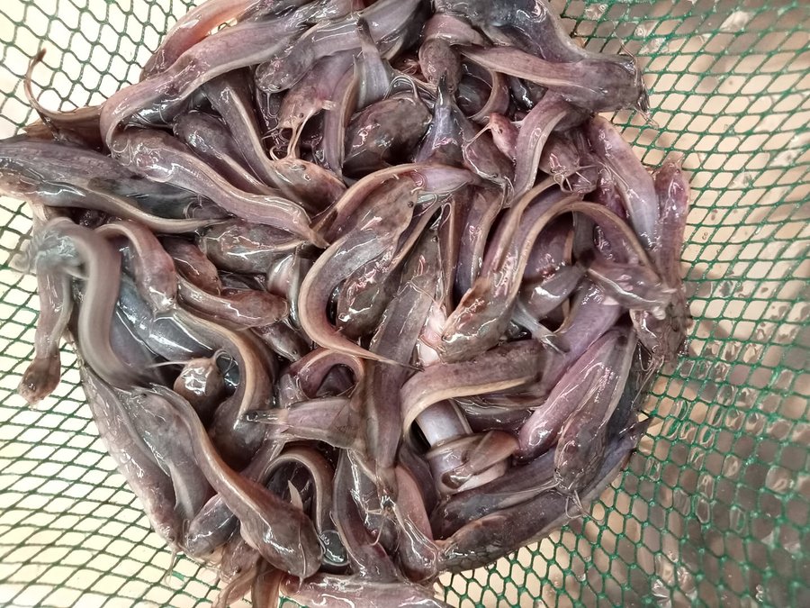 Mật độ nuôi cá trê be bạt bao nhiêu là hợp lý?