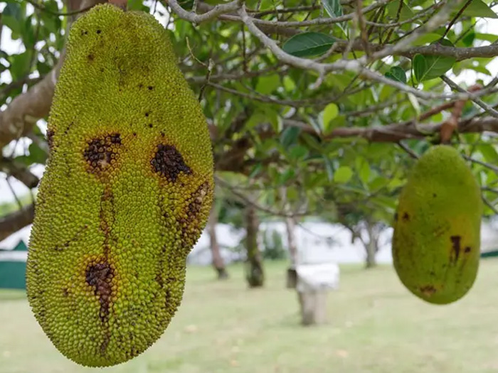 Mít chưa chín đã thối là bệnh gì và cách phòng trị sớm