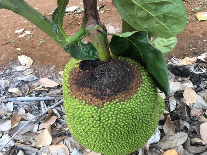 Mít chưa chín đã thối là bệnh gì và cách phòng trị sớm