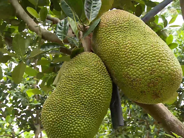 Mít Thái bị thối cuống trái nhiều vào mùa nào và cách phòng trị