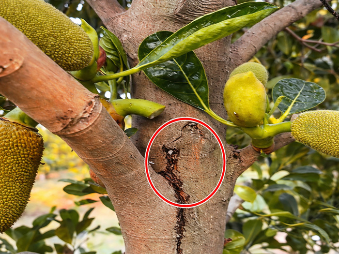 Nấm phytophthora sp gây bệnh xì mủ trên cây mít như thế nào