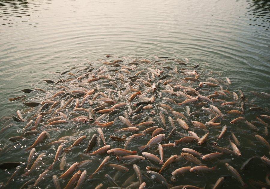 Thời gian nuôi cá rô phi bao lâu thu hoạch?