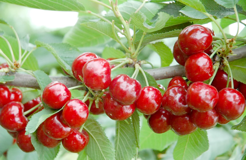 Quả cherry ăn có tốt không và phù hợp với những ai?