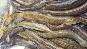 Cá chình nuôi bao lâu thì thu hoạch được và đạt trọng lượng chuẩn? - Sức khỏe và Gia đình