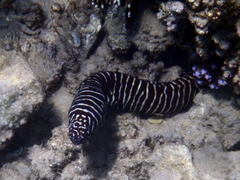 Cá chình sọc vằn loài cá quý hiếm có hoa văn độc đáo dưới đáy biển - Sức khỏe và Gia đình
