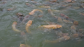 Cá trê giống bao nhiêu 1kg và cách chọn giống đạt chuẩn - Sức khỏe và Gia đình