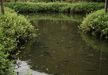 Cách ép cá rô đầu nhím đúng kỹ thuật cho tỷ lệ nở cao - Sức khỏe và Gia đình