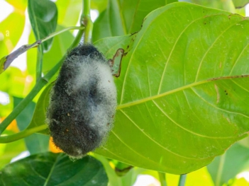 Cách xử lý mít bị thối trái non để tránh rụng hàng loạt