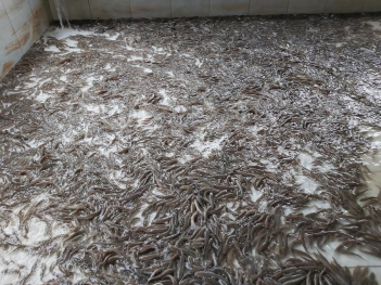 Kỹ thuật nuôi cá quả trong bể xi măng và lỗi thường gặp - Sức khỏe và Gia đình