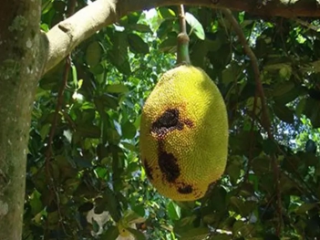 Mít chưa chín đã thối là bệnh gì và cách phòng trị sớm