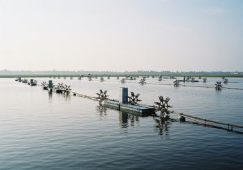 Các mô hình nuôi tôm thẻ chân trắng cho hiệu quả kinh tế cao - Sức khỏe và Gia đình