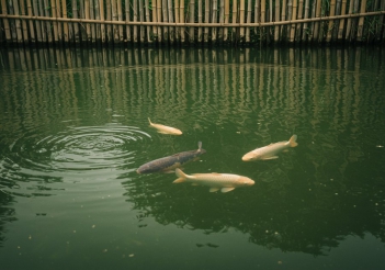 Nuôi cá chép giòn ở miền Tây nên bắt đầu vào mùa nào? - Sức khỏe và Gia đình