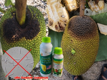 Thuốc trị nấm fusarium oxysporum gây thối trái mít nên phun khi nào
