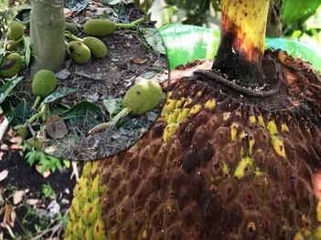 Trái mít bị thối cuống và rụng sớm: tác nhân gây bệnh và hậu quả - Sức khỏe và Gia đình