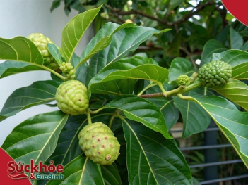 Trái nhàu là trái gì? Những tác dụng phụ của trái nhàu cần lưu ý - Sức khỏe và Gia đình