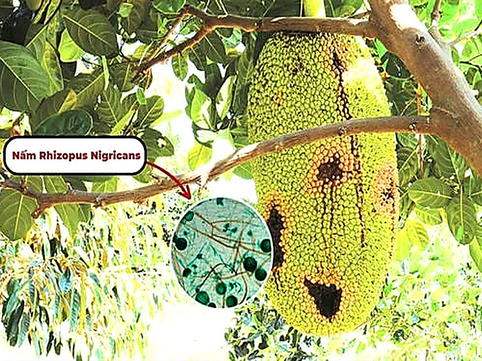 bệnh thối trái mít