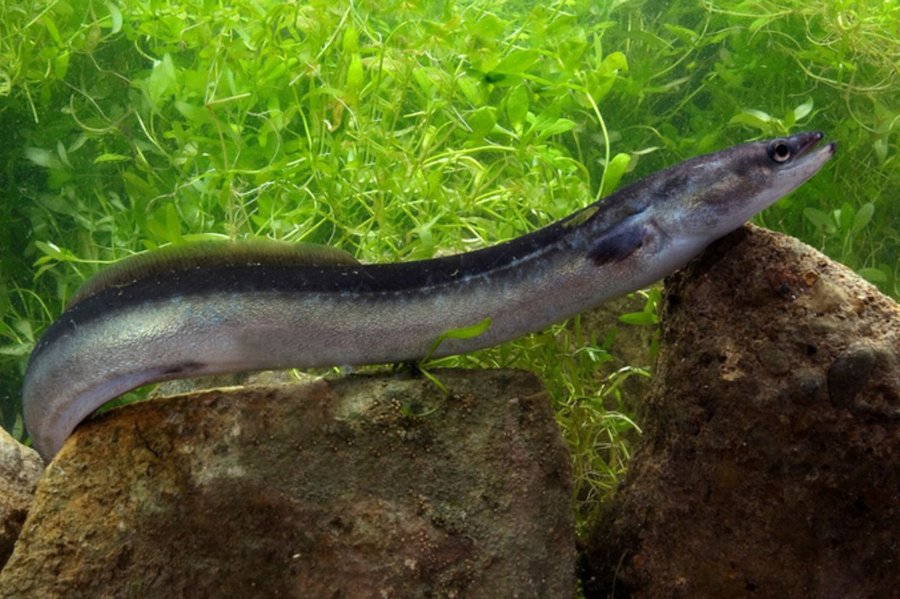 cá chình suối bao nhiêu tiền 1kg