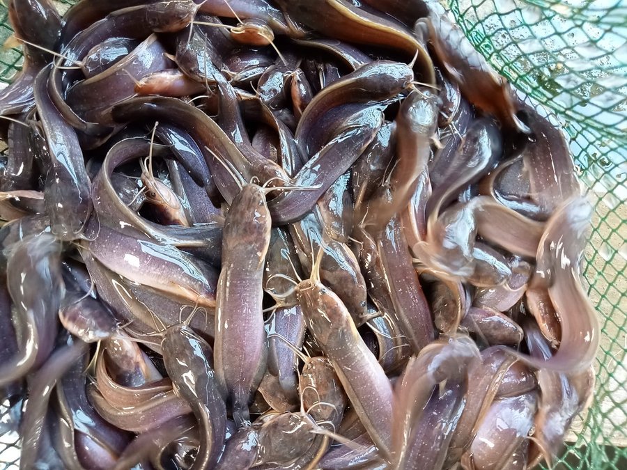 cá trê bao nhiêu 1kg