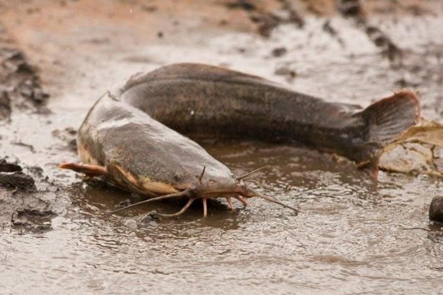 cá trê lai ăn gì