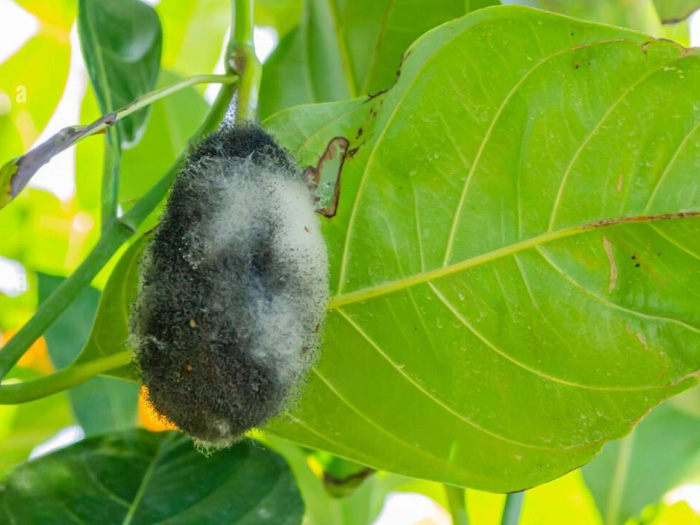 cách xử lý mít bị thối trái non