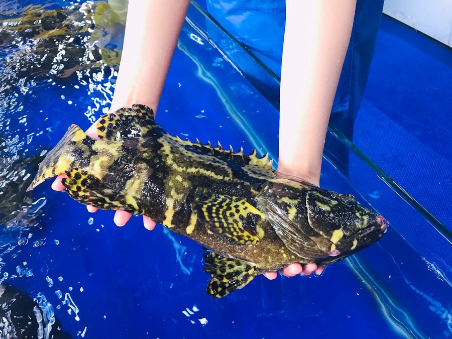 độ mặn nuôi cá mú