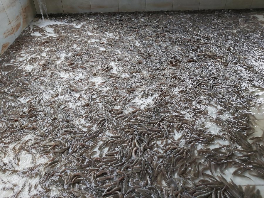 kỹ thuật nuôi cá quả