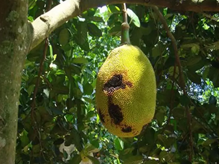 mít chưa chín đã thối