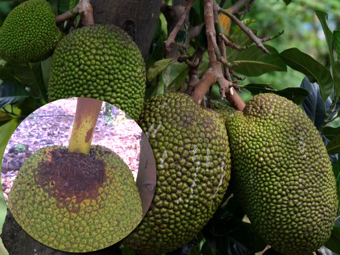 mít Thái bị thối cuống