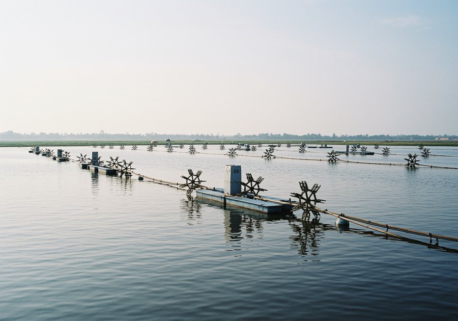 mô hình nuôi tôm thẻ chân trắng