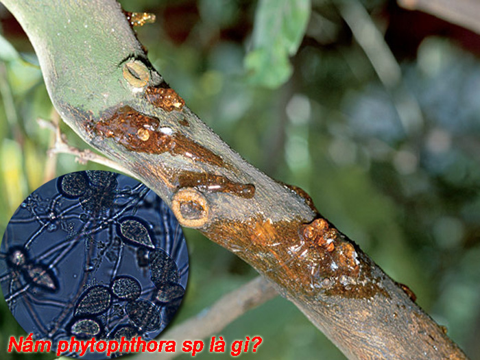 nấm phytophthora sp