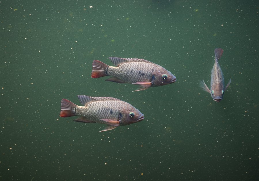 nuôi cá rô phi bao lâu thu hoạch