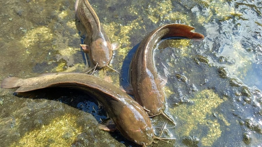 nuôi cá trê lai trong bể xi măng